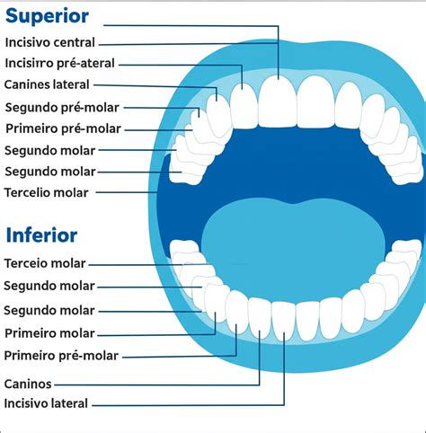 Nome Dos Dentes Humanos - Você sabe os nomes dos dentes? Veja 5 tipos e suas funções – DDL Odonto