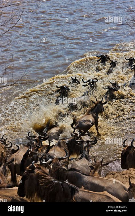 Wildebeest Migration Crossing The Masai River Masai Mara Kenya Stock