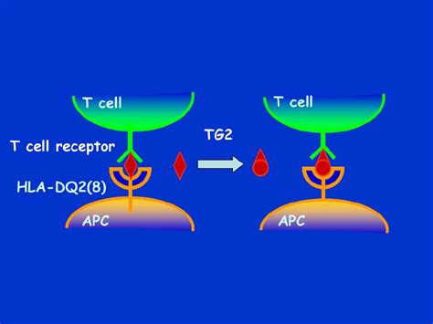 Hla Dq2 And Hla Dq8 Are Expressed On So Called Antigen Presenting Cells