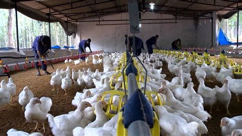 Bird Flu Plateau Farmers Lose 42 000 Birds To Avian Flu