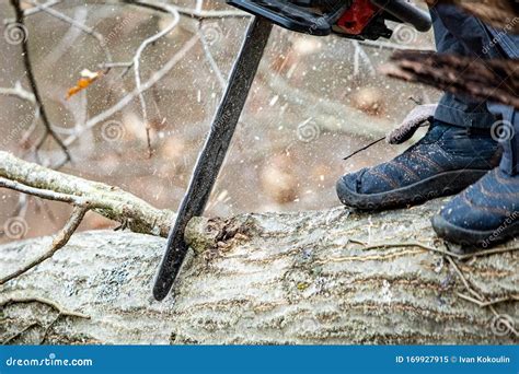 Lumberjack Using A Gas Powered Chain Saw Cutting Trees Stock Image