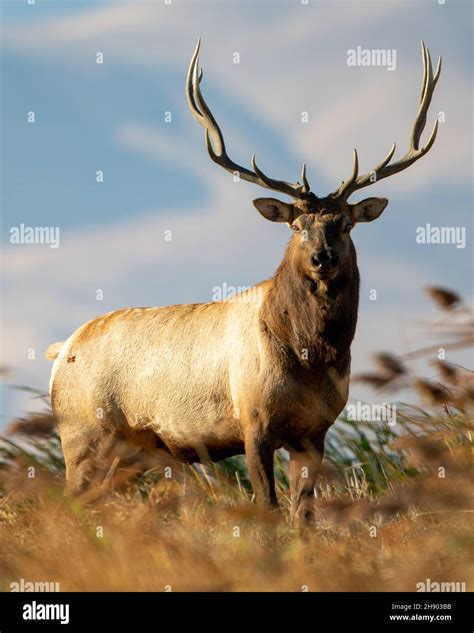 Large Bull Tule Elk roaming the marshes of Grizzly Island Wildlife Area ...