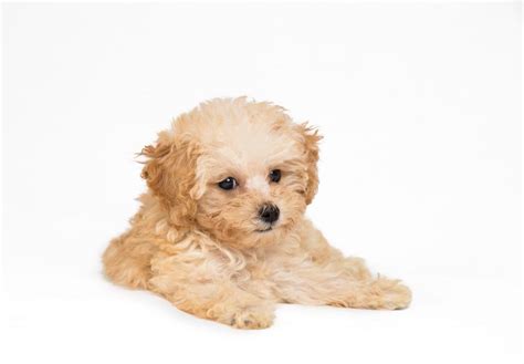 Poodle Puppies For Sale - AKC PuppyFinder