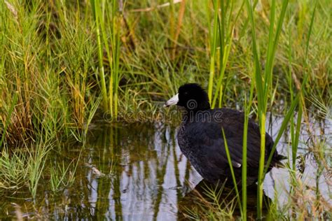 Common moorhen stock photo. Image of tourist, nature - 256883352