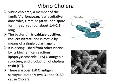 SOLUTION Vibrio Campylobacter Helicobacter Microbiology Studypool