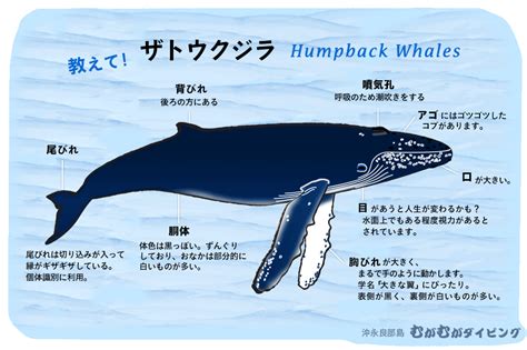 ザトウクジラ基礎知識 クジラスイム 沖永良部島むがむがダイビング