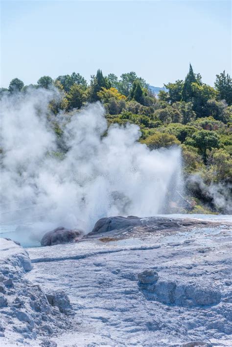 Pohutu Geyser At Te Puia Village Near Rotorua New Zealand Stock Photo