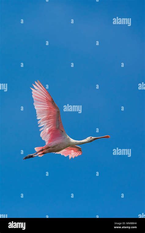 Roseate Spoonbill Platalea Ajaja In Flight From Nest In Mangroves To