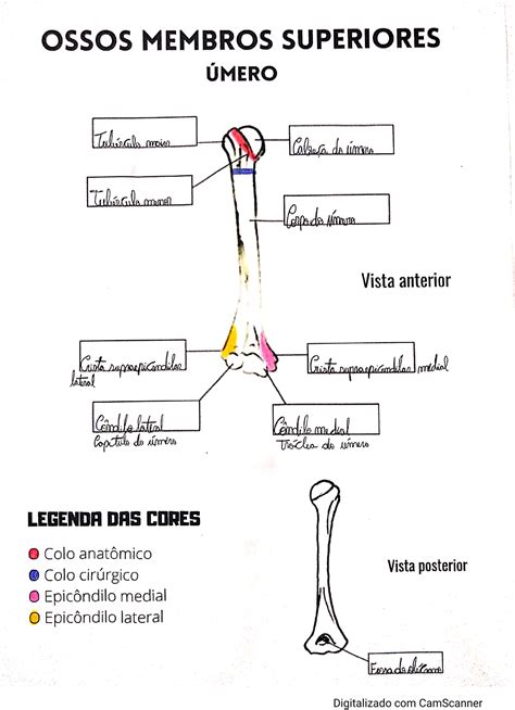 Anatomia 3b Membros Superiores