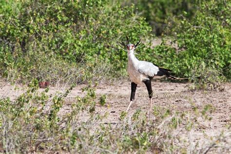 ヘビクイワシ Secretary Bird ぼちぼち、と・・・！（野鳥大好きo／）