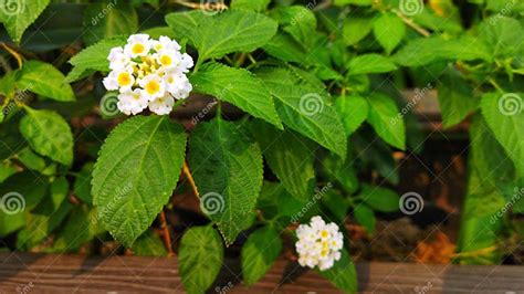 White Flower of Lantana Camara Plant Stock Image - Image of background ...