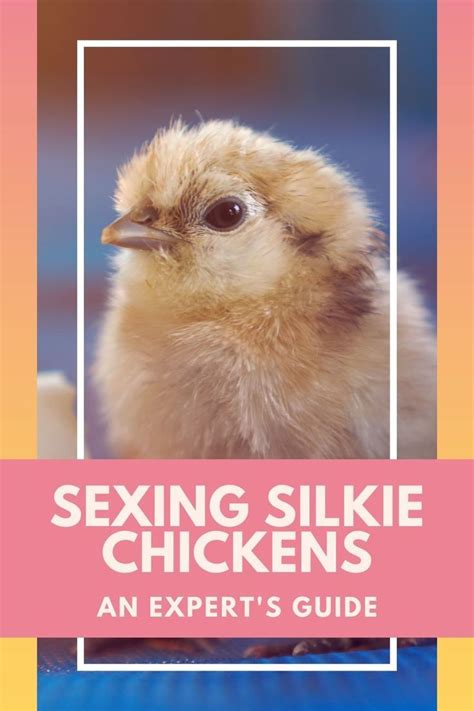 Sexing Silkies How To Identify Male And Female Chicks