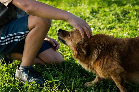 【fp監修】犬のペット保険は必要？不要？「結局貯蓄とどっちが賢い？」を徹底解説｜2024年12月最新！ペット保険の比較・見積もり。人気