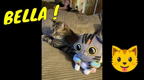 Opening A Mystery Parcel Bella Cat Half Asleep Chris Youtube