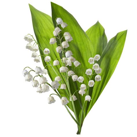 Beautiful White Lily Of The Valley Flowers On White Background Stock