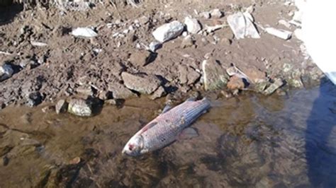 Preocupa El Bajo Caudal Del R O Y La Gran Mortandad De Peces El