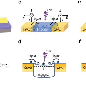 Response Mechanism Of The Bi2O2Se Photodetector In The THz Region A