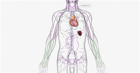 Premium Photo | The lymphatic system is part of the immune and circulatory systems