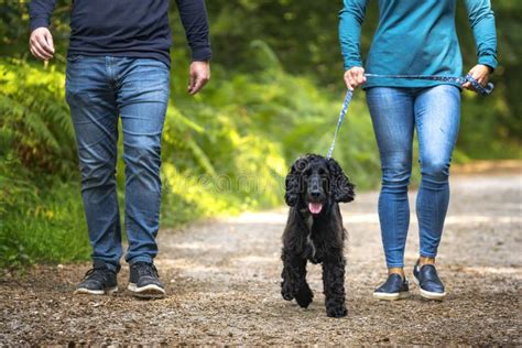 Black Working Cocker Spaniel Walking With His Owners Who Are Obscured