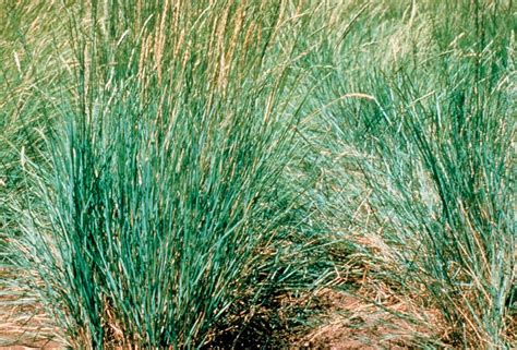 Western Wheatgrass