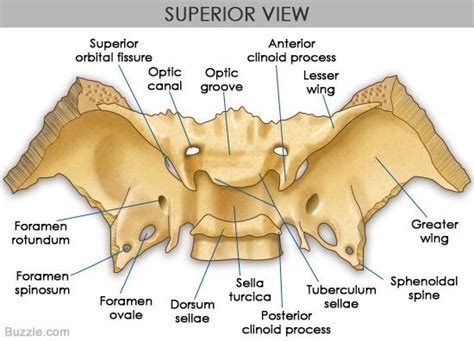 Sphenoid Diagram Quizlet