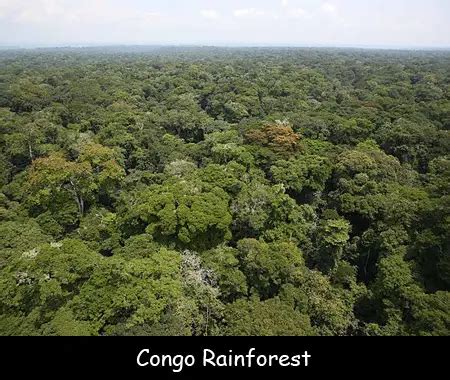 Facts for Kids about the Congo Rainforest