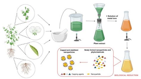 Green Silver And Gold Nanoparticles Biological Synthesis Approaches