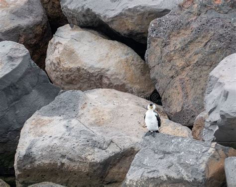 Closeup of White-flippered Penguin between Rocks Stock Image - Image of ...