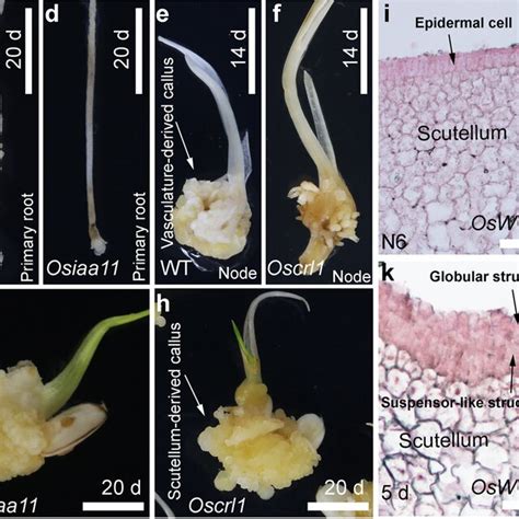 OsLEC1 Is Involved In Scutellum Derived Callus Formation Af Rice Seeds