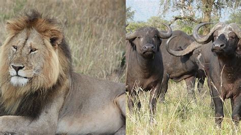 Leones versus búfalos Las batallas más asombrosas