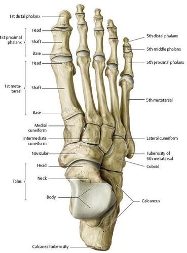 The Lower Limb Ankle Foot Flashcards Quizlet