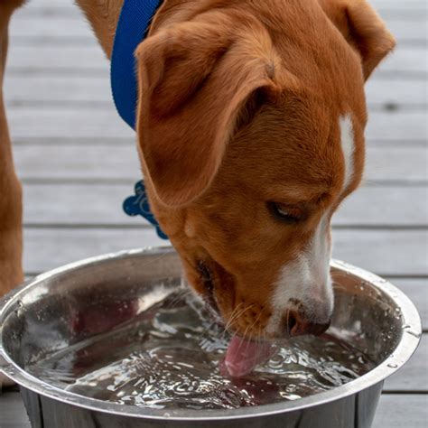 Soro Caseiro Para Cachorro Como Fazer E Quando Dar Aprenda Aqui