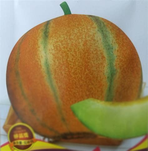 Chinese F1 Sweet Melon Honeydew Cantaloupe Varieties Seeds Sweet In Heart