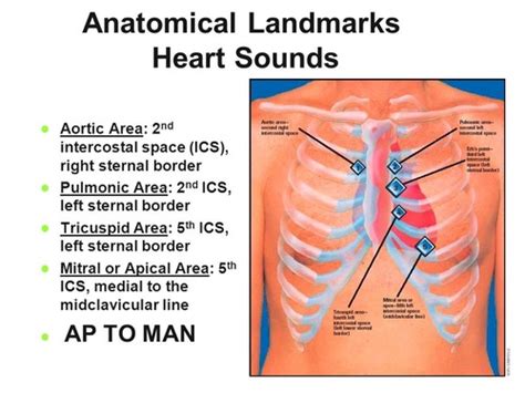 Cardiovascular Examination Flashcards Quizlet