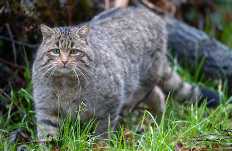 Europäische Wildkatze kehrt nach Deutschland zurück DER SPIEGEL