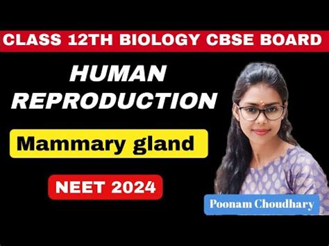 Mammary Glands Human Reproduction Class 12 Biology NEET Female