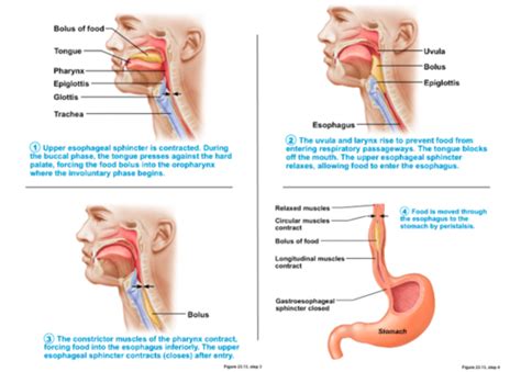 BMS 300 Digestive System Flashcards Quizlet