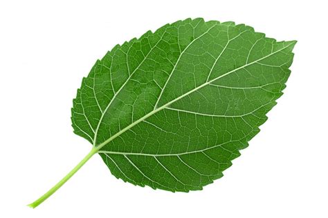 Mulberry Leaf Health Benefits-GreenSilk Formula 1 Control Blood Sugar