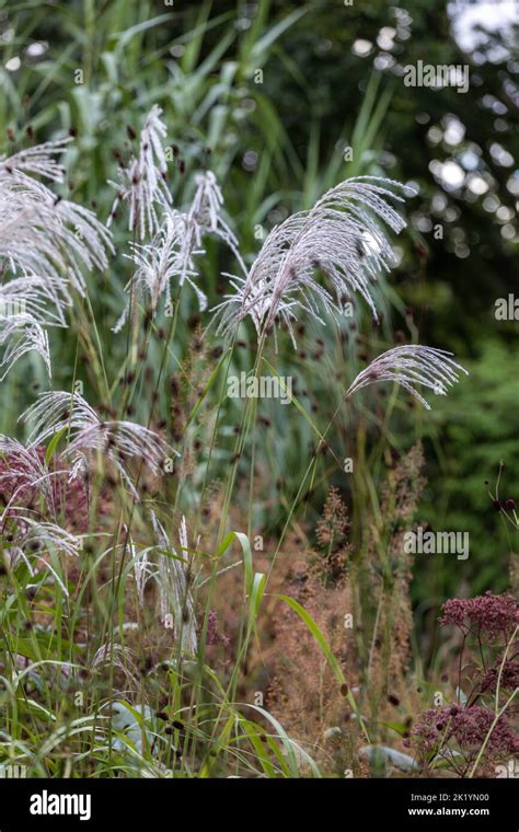 Ornamental Grass Miscanthus Sinensis Nishidake Silvery White