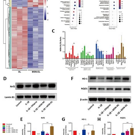 Up Regulation Of Nrf Ho Signaling By Msn Ol A Clustering Analysis