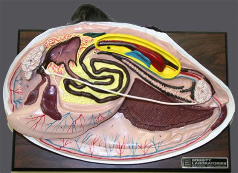 Clam Dissection part 2 Diagram | Quizlet