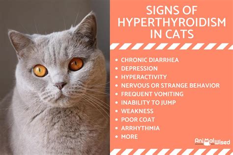 Symptoms Of Hyperthyroidism In Cats Causes And Signs Of Feline Hyperthyroidism