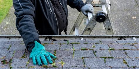 Best Time Of Year To Remove Moss From Roof GFL Outdoors