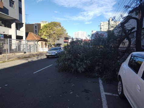 Caminhão derruba parte de árvore e deixa o trânsito lento na Rua