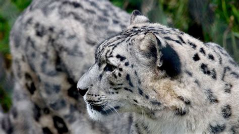 Snow Leopard Fact Sheet Blog Nature Pbs