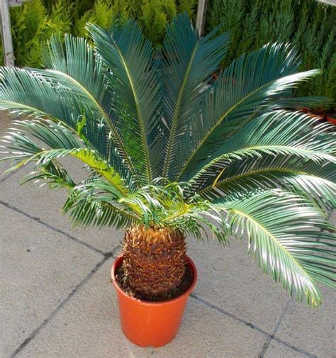 Giant Cycad Cycas Revoluta King Sago Palm Tree Specimen 60 80cm