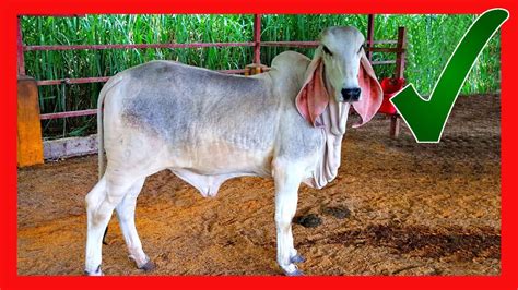 Indubrasil Y Sus Cruces Vacas Lecheras Y Carnicas Youtube