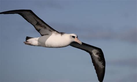 Top 8 Longest Living Birds in the World (2023 Updated)