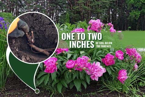 When To Transplant Peonies