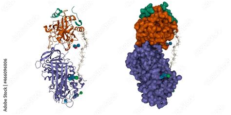 Structure of the antithrombin (violet)-thrombin (brown-green)-heparin ...